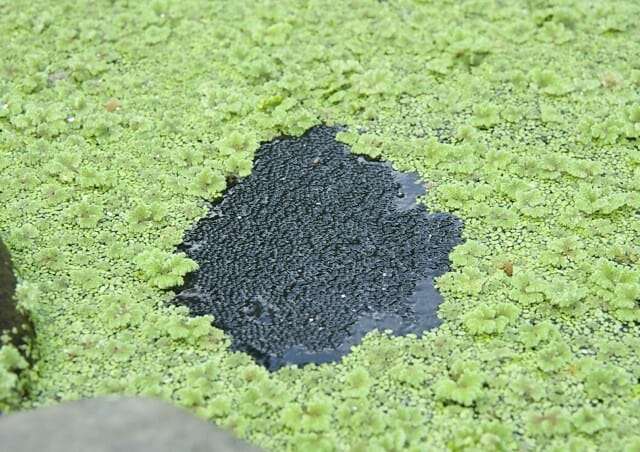 frog spawn