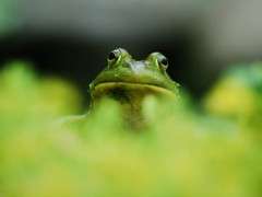 frogboy2 image