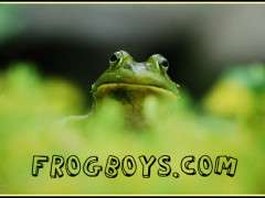 frogboyheader image