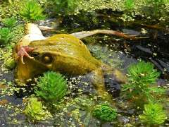 frogfight intro image