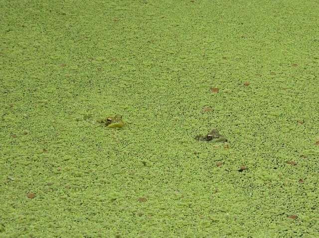 frogs in pondweed