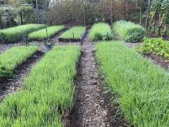Garden & cover crops3 image