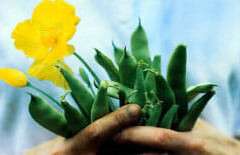 garden hands image