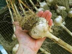 garlic in hand image