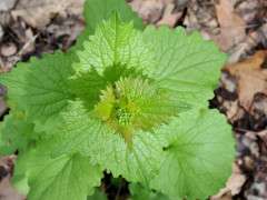 garlic mustard image