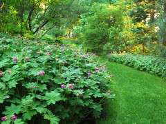 geranium macrorrhizum image