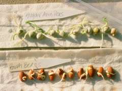 germination test image