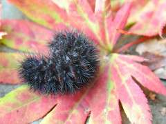 giant leopard moth caterpillar image
