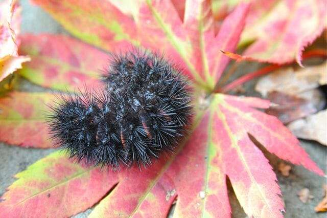 giant leopard moth caterpillar