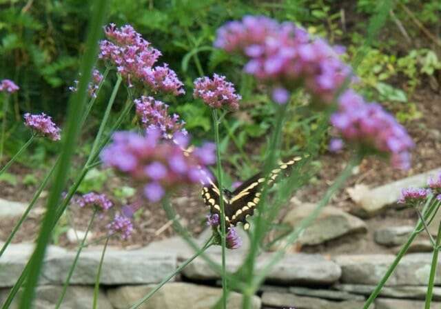 giant swallowtail 080715