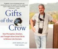 gifts of the crow image