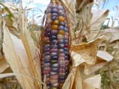 Glass Gem Corn image