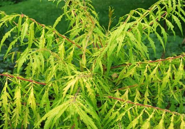 gold-cutleaf-sumac