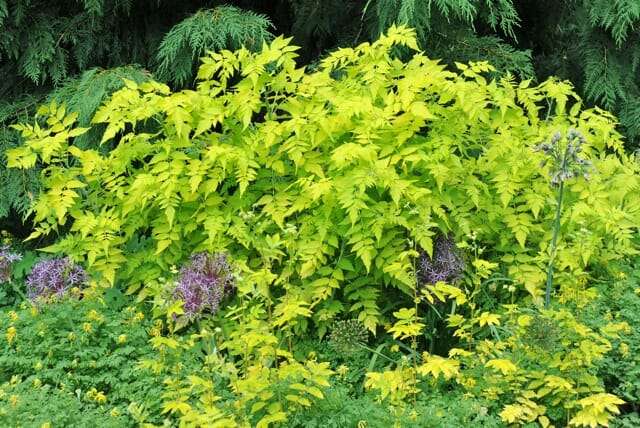 gold-leaf-ghost-bramble