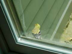 goldfinch collects spider web 3 image