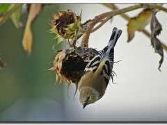 Goldfinch & sunflower © Roger Lynn image