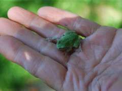 gray tree frog image