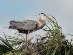 Great Blue Heron with nestlings © Tom Grey image