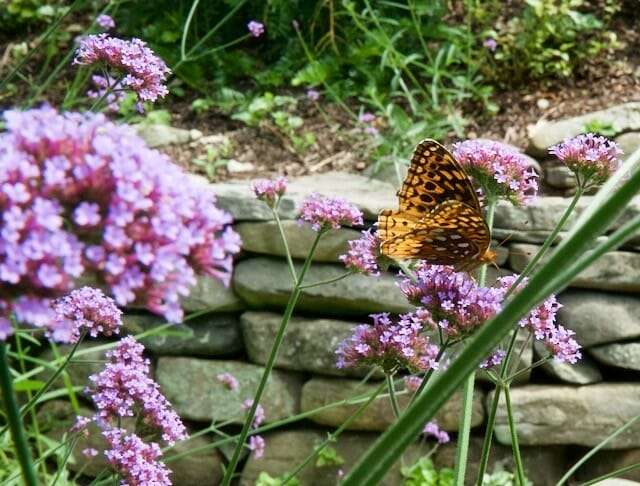 great spangled fritillary