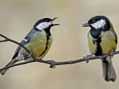 GreatTit002 image