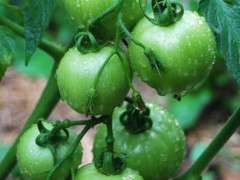 greentomato1 image