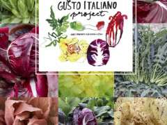 Gusto Italiano Project image