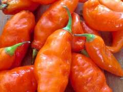 habanada from fruition seeds image