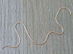 hairworm image