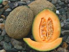 hale's best melon image