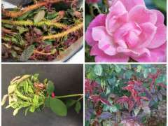healthy rose and rose rosette image