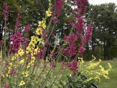 Heather Queen Agastache V chaixaii IMG 1489 image