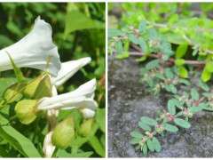 hedge bindweed and spotted spurge image