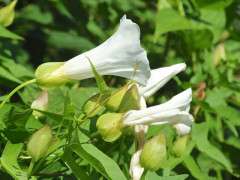 hedge bindweed flower, bracht image