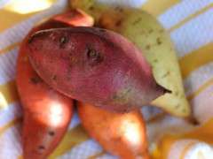 heirloom sweet potatoes image