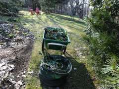 helebore cleanup 1 image
