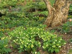 the oldest apple with hellebores, hylomecon, etc. image