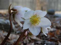 helleborus niger image