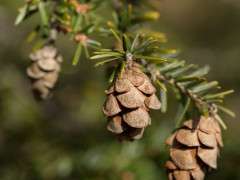 hemlock cones by Uli Lorimer image