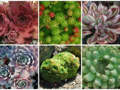 hens and chicks collage image