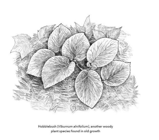 hobblebush-by-andrew-joslin