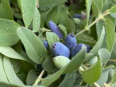Honeyberry fruit cu image