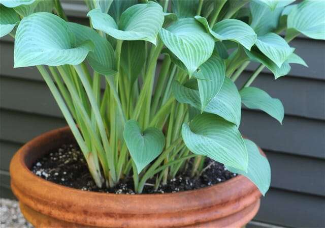 hosta-krossa-regal-pot