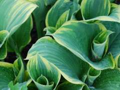 hosta sagae image
