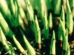 hosta shoots image