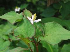 houttuynia cordata image