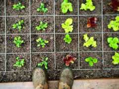 how to make a tomato cage 2 image