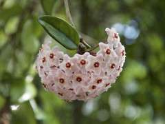 Hoya carnosa, evening scented07 19 2017 (2) copy image