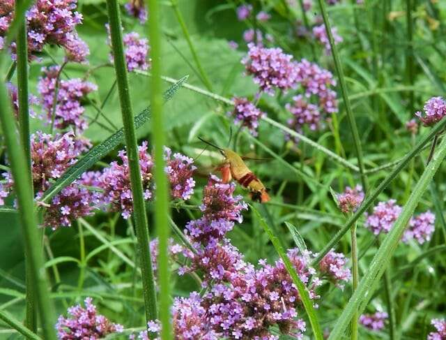 hummingbird hawk-moth 2