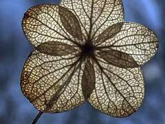 Hydrangea paniculata 7F09EA43 8A7E 4FD0 A0B3 9461BD9F6710 image