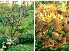 hydrangea paniculata pruning image